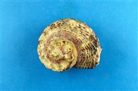 藏品(黑棘冠螺)的圖片